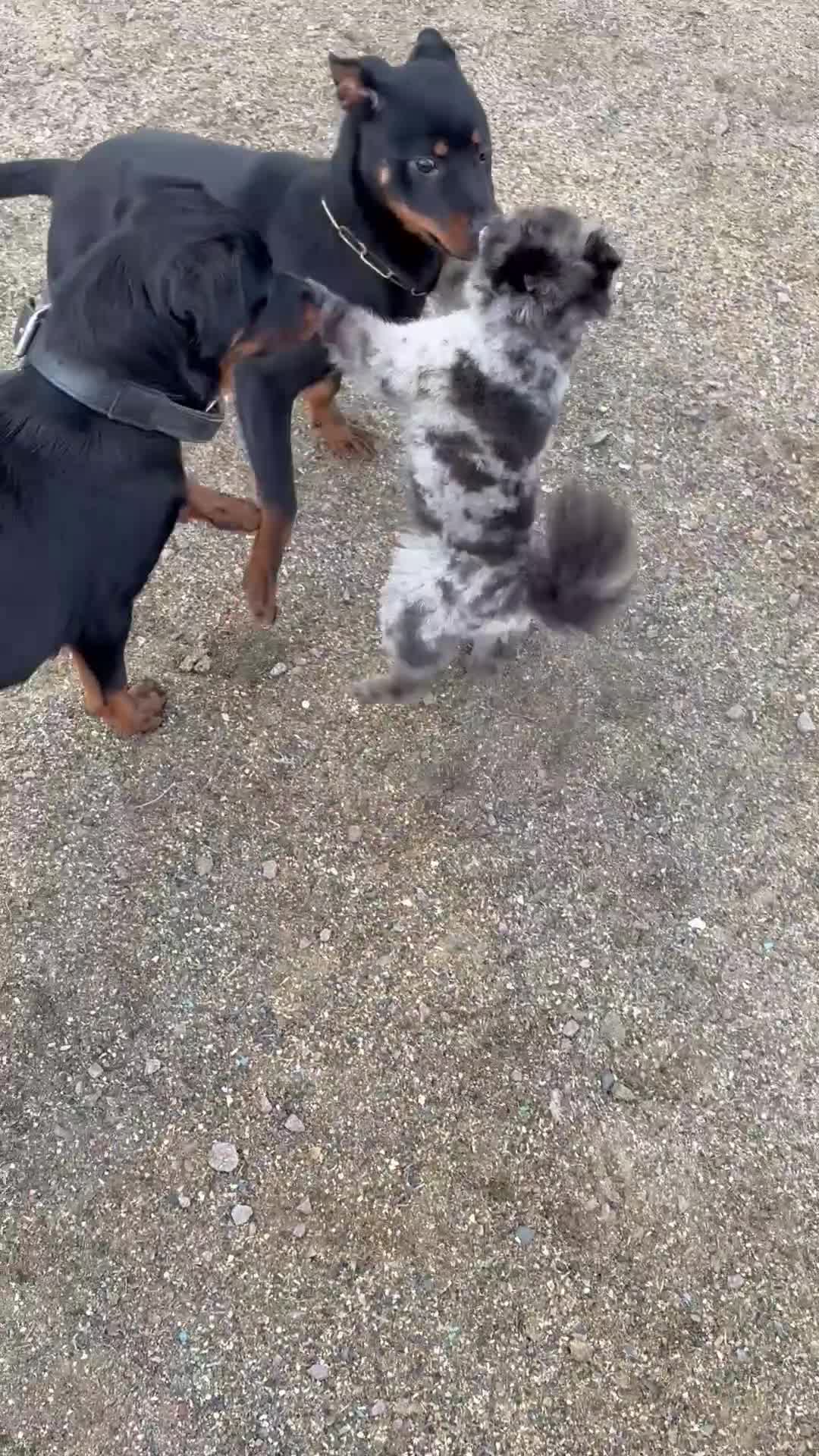 Rottweiler dogs for sale: Rottweiler puppy (male)  in Ingatestone - Video 1