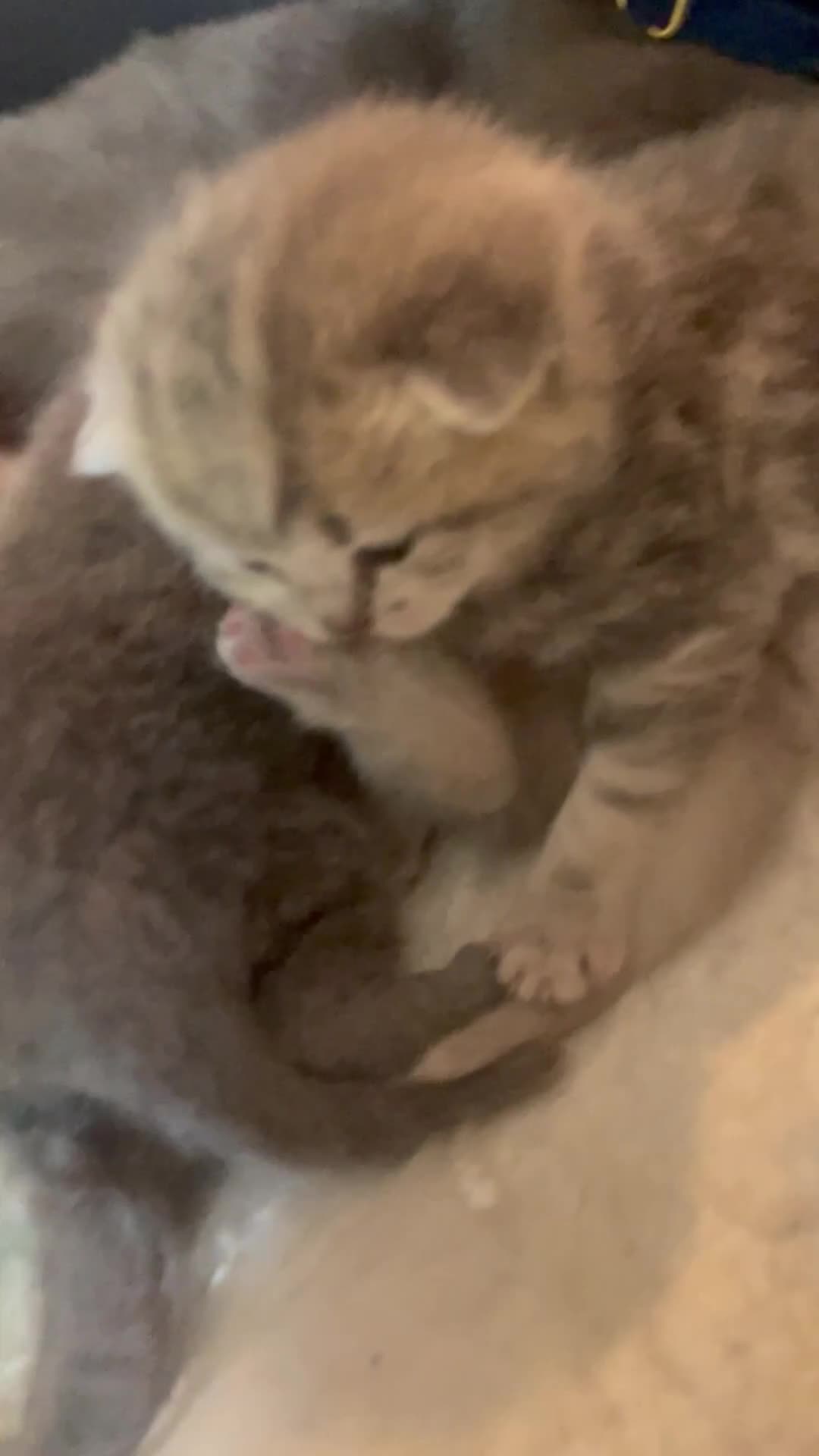 British Shorthair cats for sale: ❤️ British Shorthair kittens Stunning COLOURS 💙  - Video 1