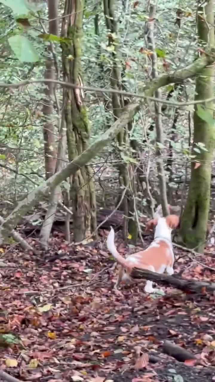 Beagle dogs for sale: Simba returnee - Video 1
