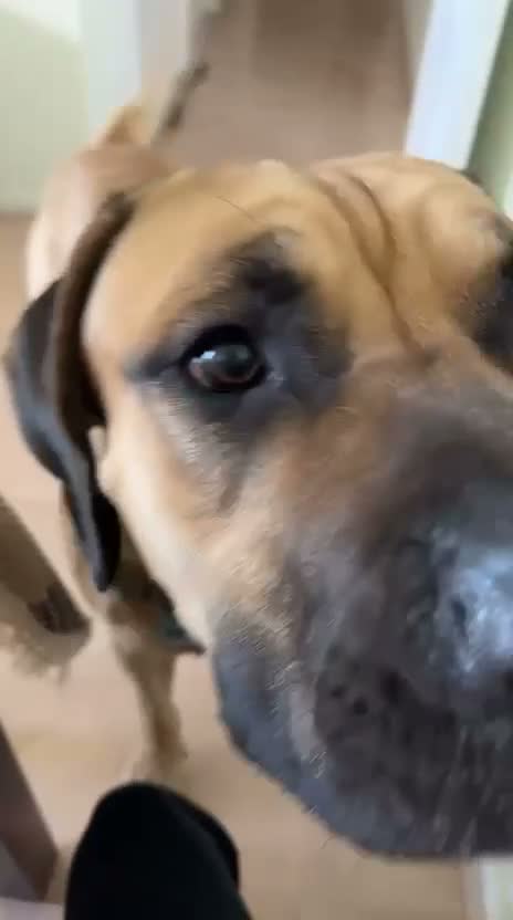 Presa Canario dogs for stud: Tank .. pressa canario  in London - Video 1