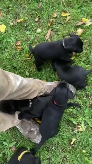 Labrador Retriever dogs for sale: Labrador Puppies from Working Parents - Video 1