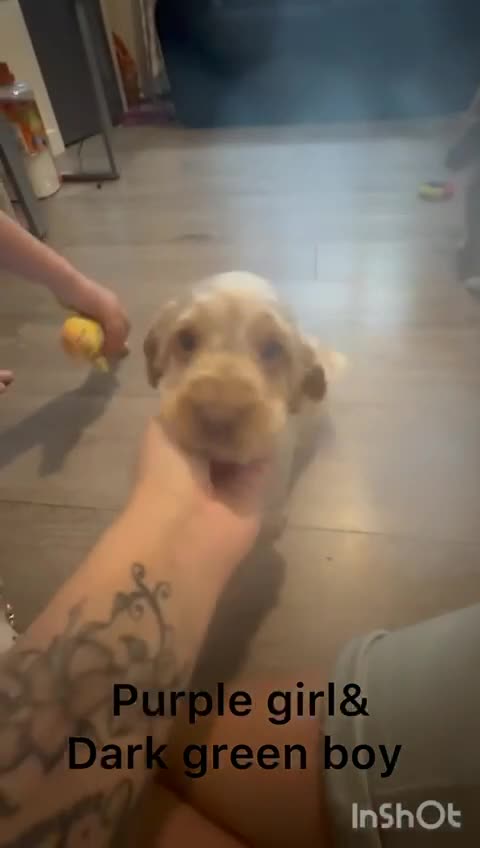 Cocker Spaniel dogs for sale: Cocker pups  - Video 4