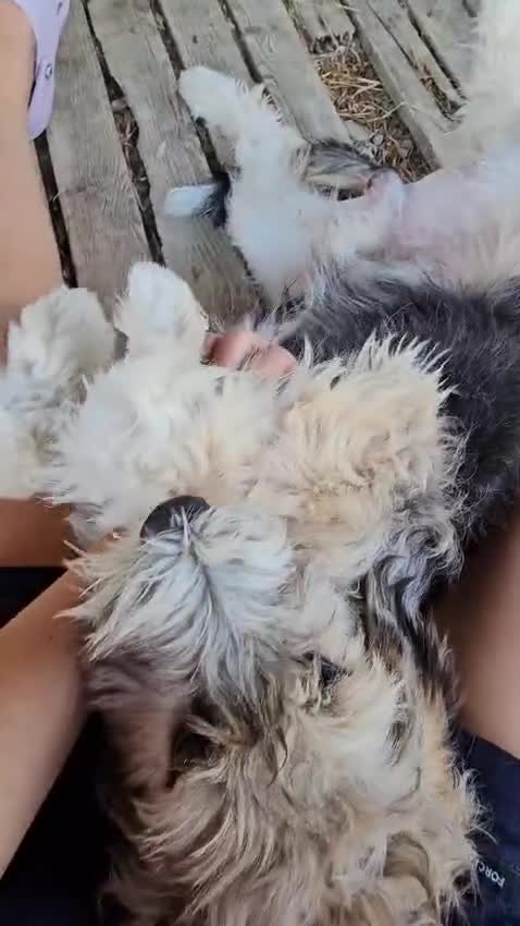 Mixed Breed dogs for adoption: NALA, a Lovely Girl - for a Loving Home - Video 4