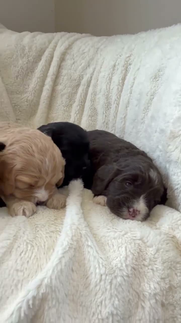 Cavapoo dogs for sale: Cavapoo puppies f1  - Video 1
