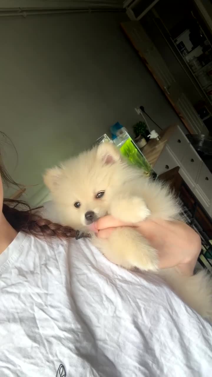 Pomeranian dogs for sale: Beautiful Female Pomeranian  in Ashton-under-Lyne - Video 1