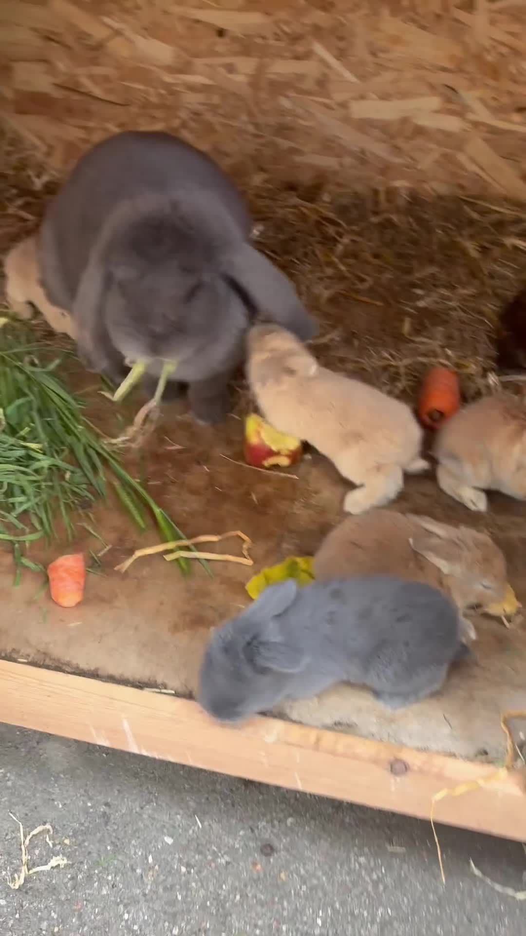 French Lop rabbits for sale: Pure French lops  - Video 2
