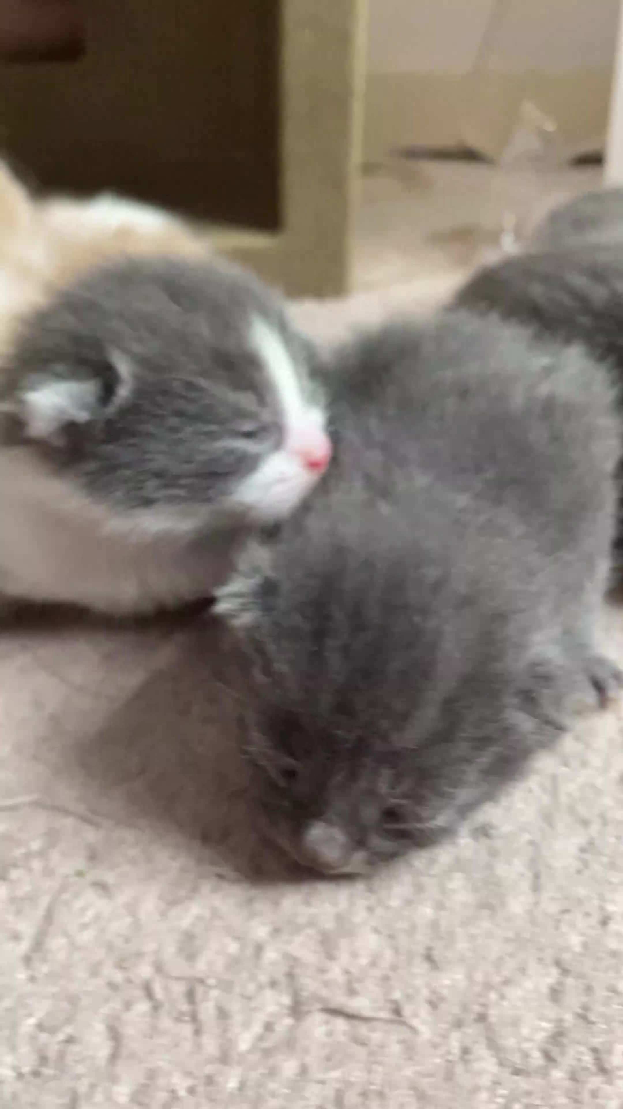 British Shorthair cats for sale: Stunning Litter of 7 Kittens Available to Reserve - Video 1