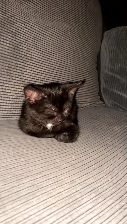 Mixed Breed cats for sale: kitten for sale - Video 1