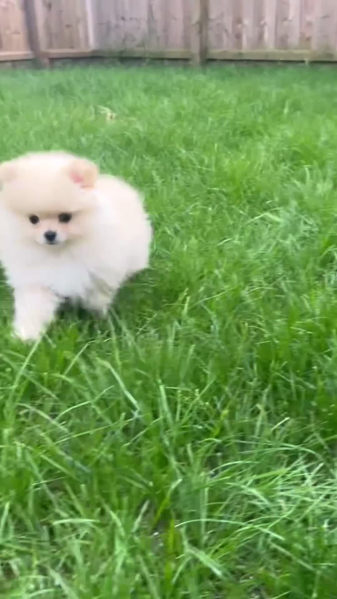 Pomeranian dogs for sale: Pure-Breed Mini Pomeranians  - Video 1