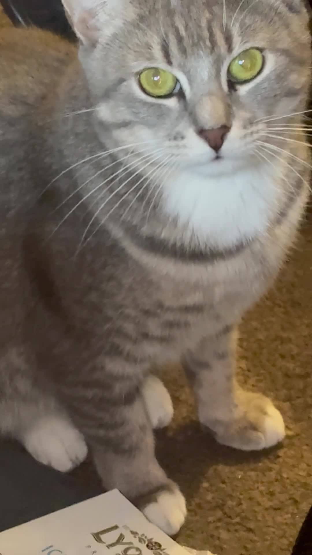 Domestic Shorthair cats for sale: Tabby rescue kittens 🥰🧡 - Video 2