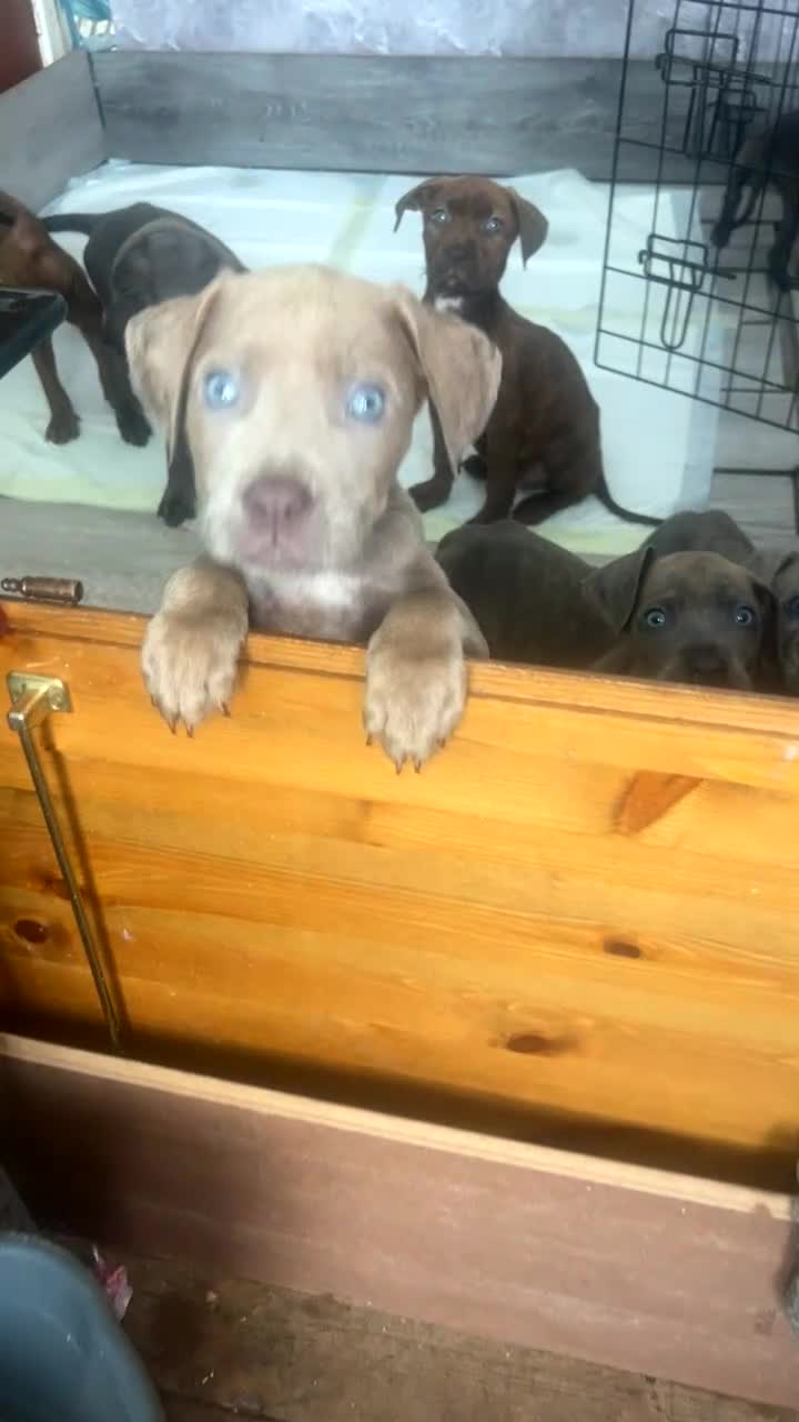 Mixed Breed dogs for sale: 7 presa canario cross  - Video 3