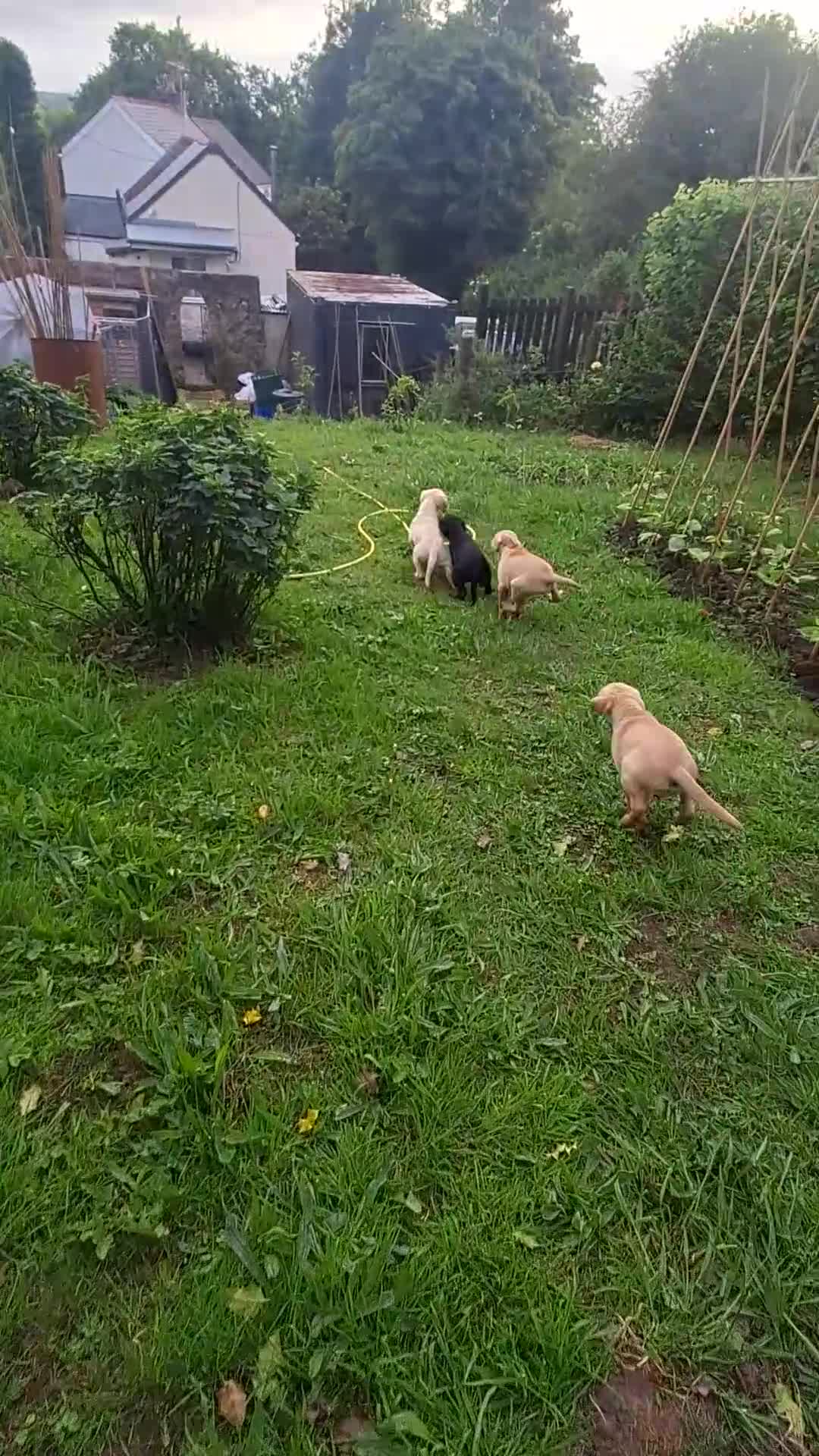 Labrador Retriever dogs for sale: Labrador Pups in Pontypool - Video 3