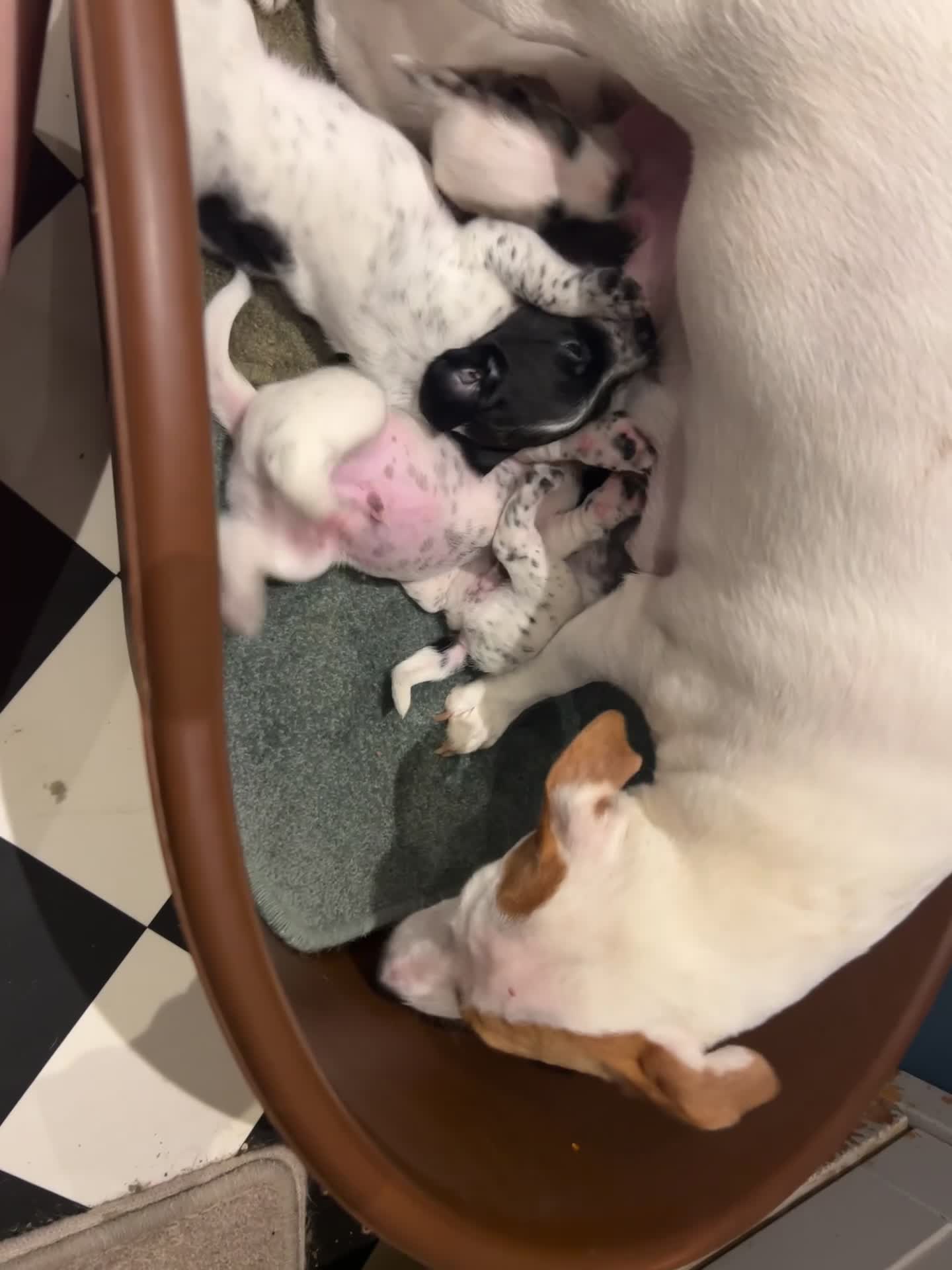 Mixed Breed dogs for sale:  beautiful cocker jack puppies in York - Video 1