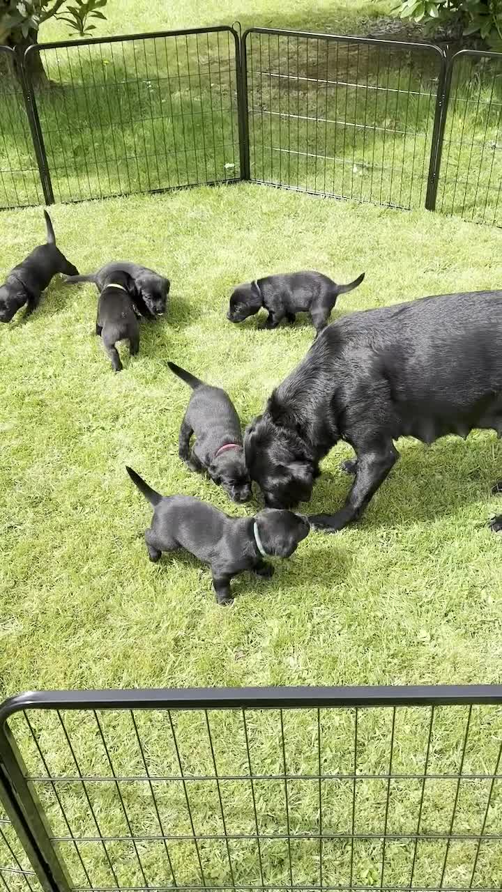 Labrador Retriever dogs for sale: 8 Black Labrador Puppies, superb pedigree in Narberth - Video 1