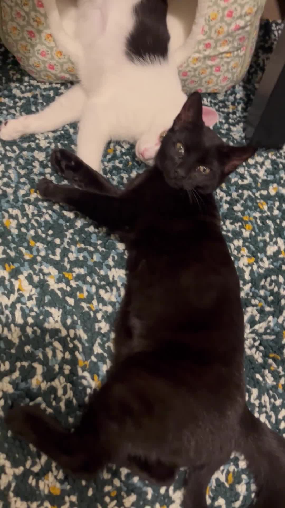 Mixed Breed cats for sale: 🐾 Clean, Healthy Bombay x Turkish Van Kittens - Video 2