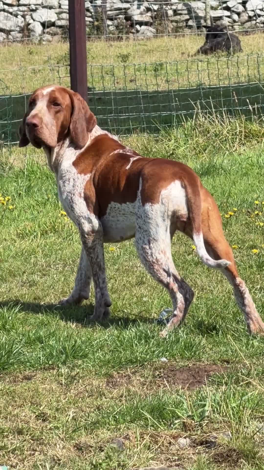 Bracco Italiano dogs for sale: Bracco Italiano puppies - Video 1