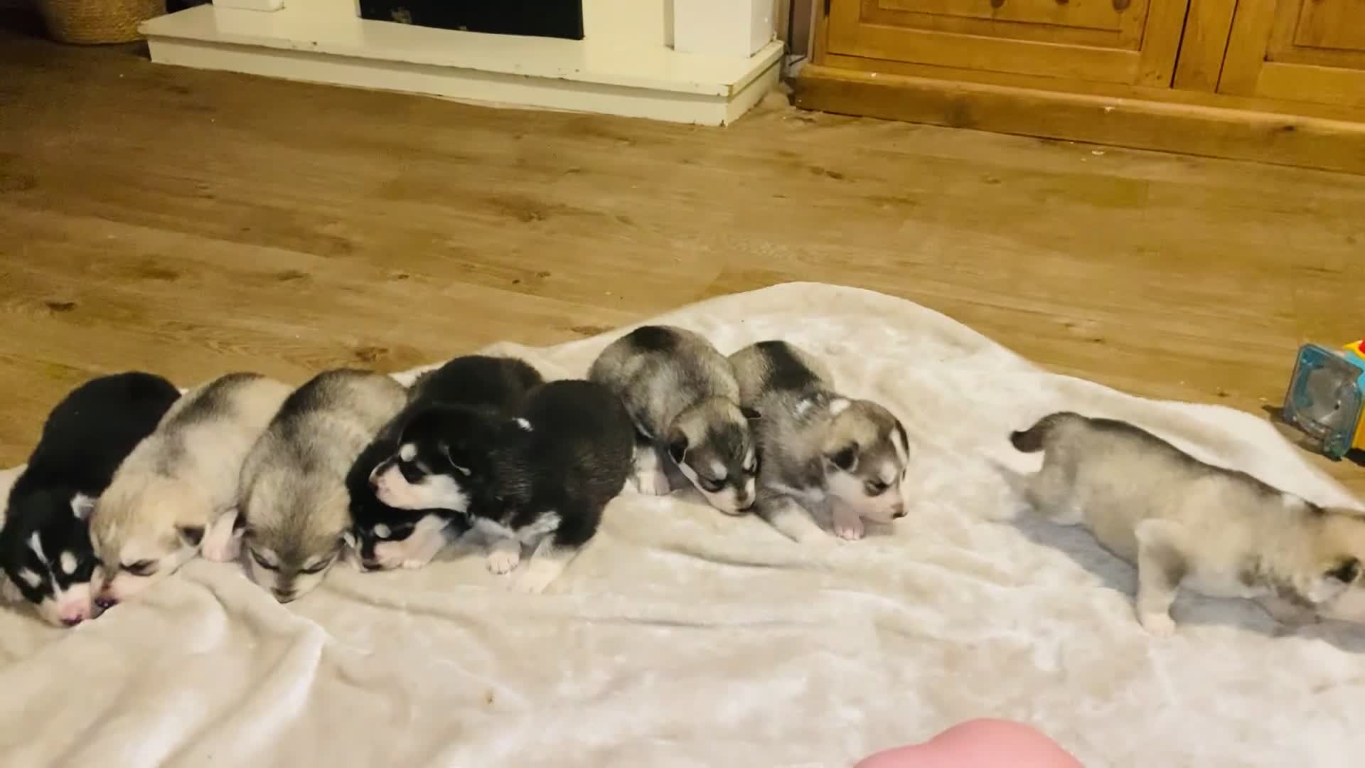 Alaskan Malamute dogs for sale: Alaskan malamute - Video 1