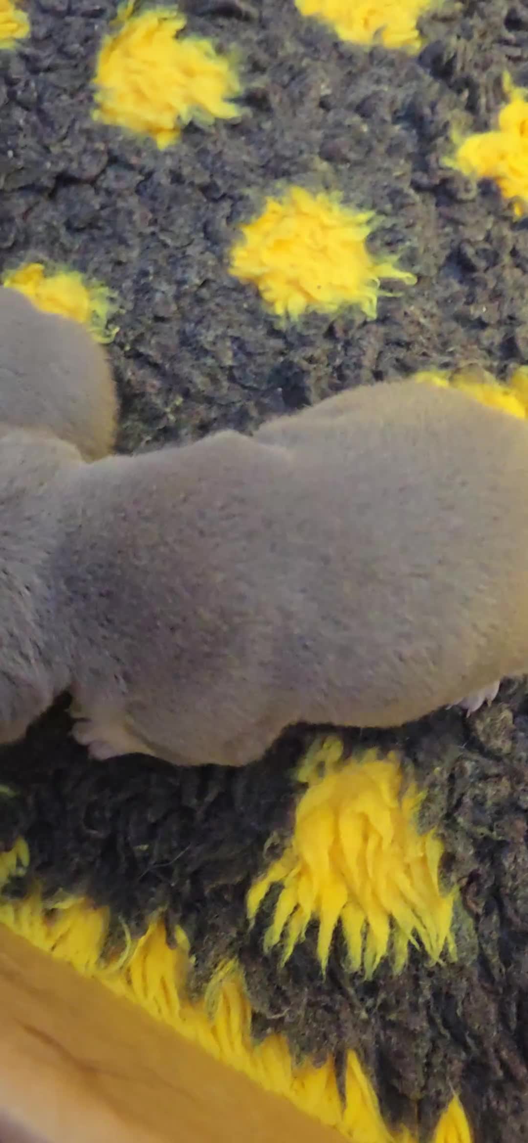 French Bulldog dogs for sale: 2 Male Lilac & Tan French Bulldogs - Video 1