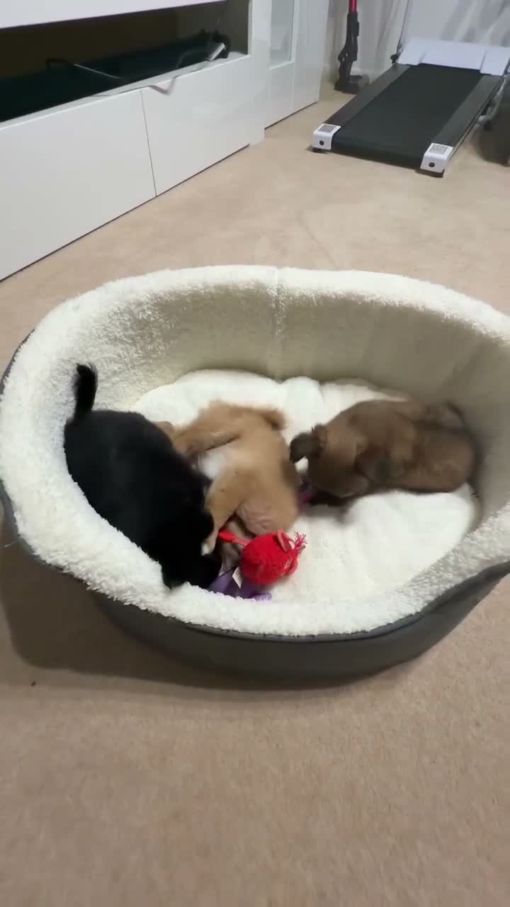 Pomchi dogs for sale: 3 pomerian puppys in Cheltenham - Video 1