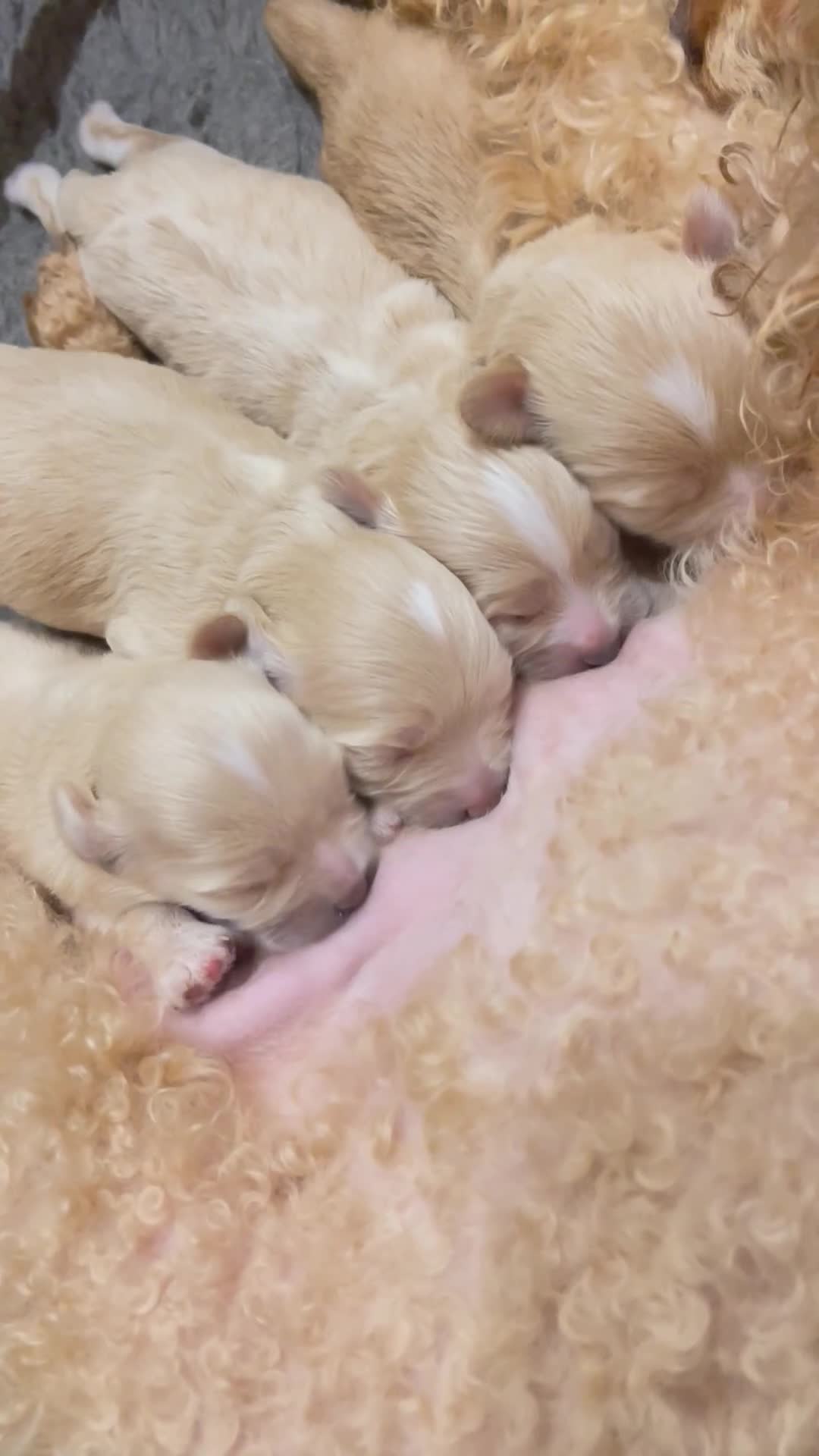 Maltipoo dogs for sale: Exceptional Petite Korean Maltipoo Puppies - Video 1