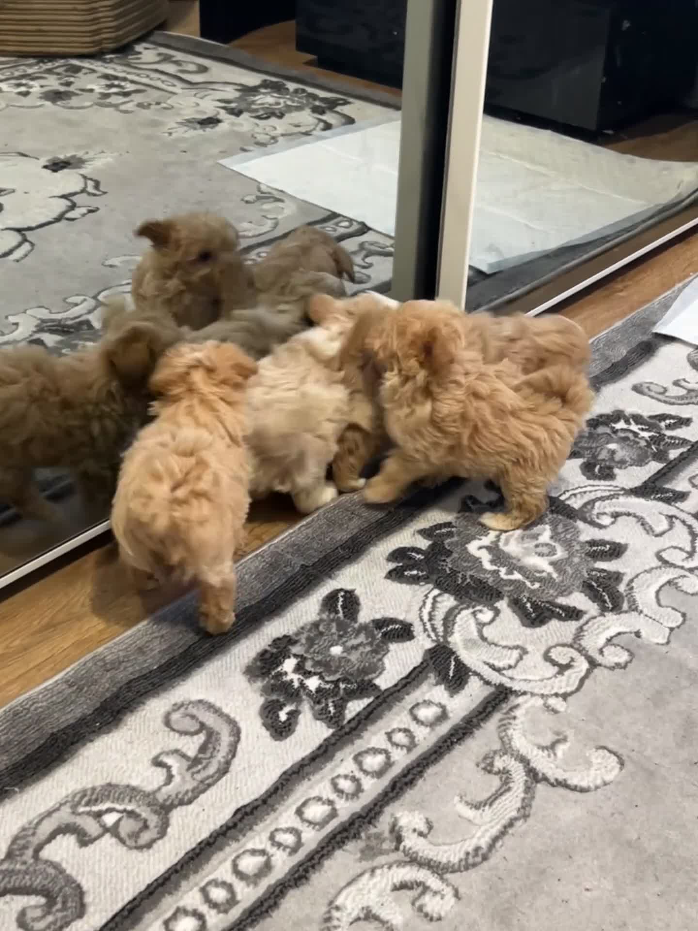 Maltipoo dogs for sale: 💙Maltipoo F1 puppies🩷 - Video 1