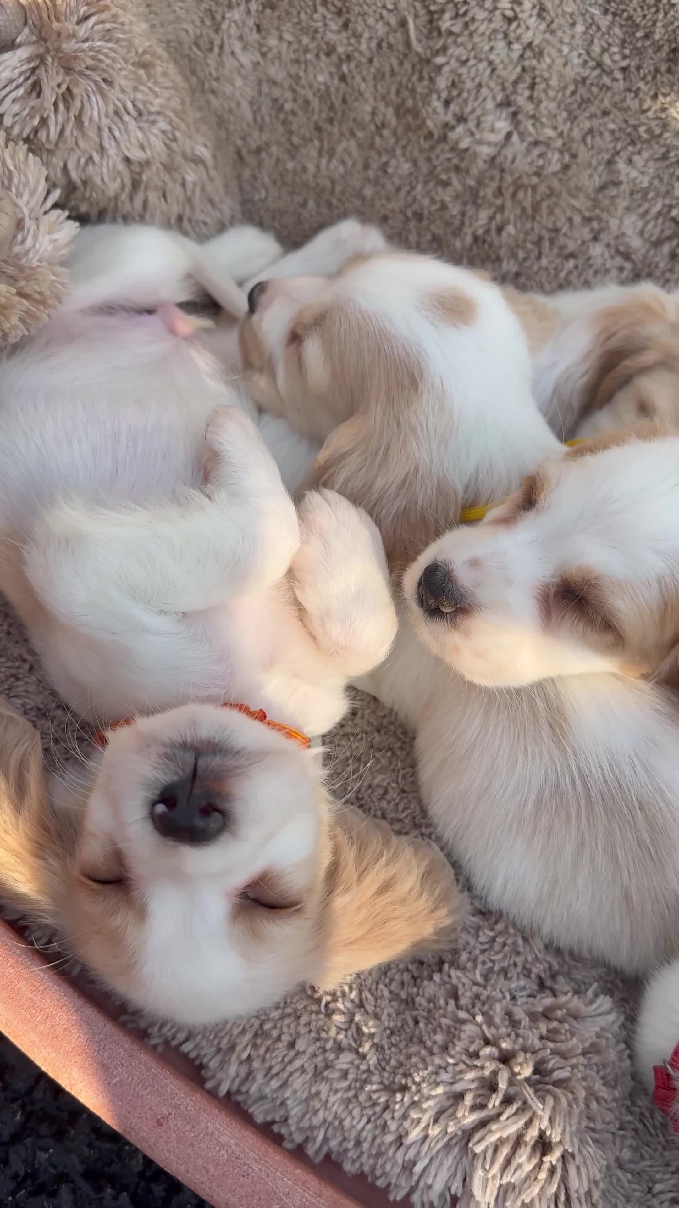 Cocker Spaniel dogs for sale: ⭐️READY TO LEAVE NOW - COCKER SPANIELS ⭐️ - Video 2
