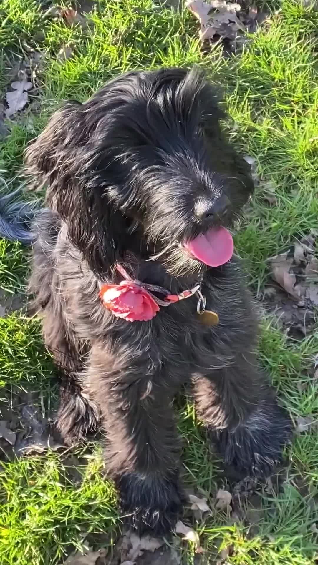 Cockapoo dogs for sale: A Lovable Female Cockapoo 2.5 yrs - Video 1