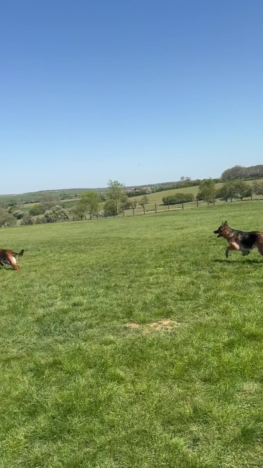 Mixed Breed dogs for sale: German shepherd  - Video 1