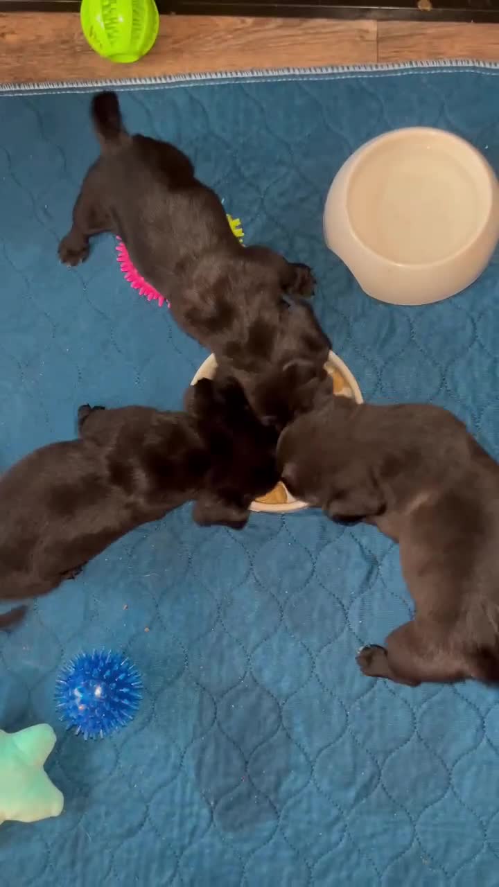 Pug dogs for sale: Pug puppies  - Video 1