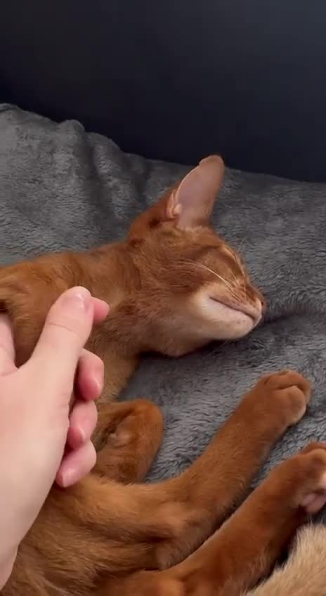 Abyssinian cats for sale: Stunning Abyssinian champion line kittens-last boy - Video 1