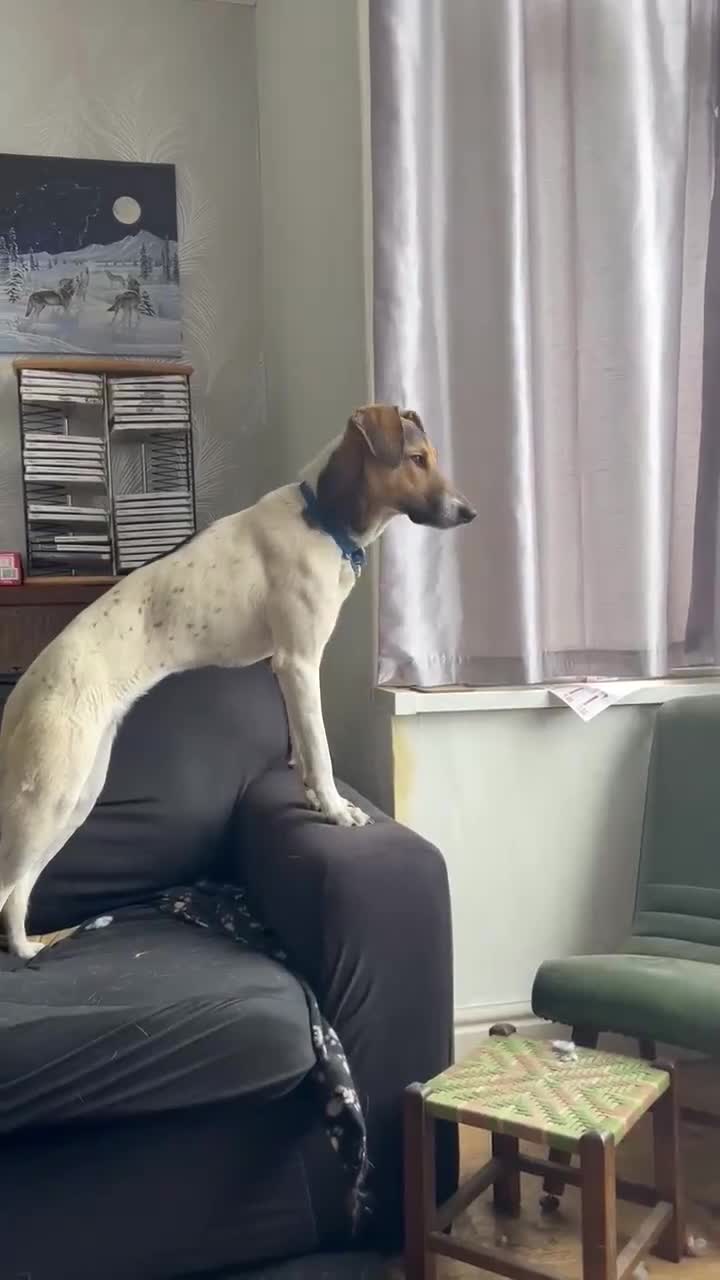 Mixed Breed dogs for adoption: Nora is looking for a loving forever home in Withernsea - Video 1