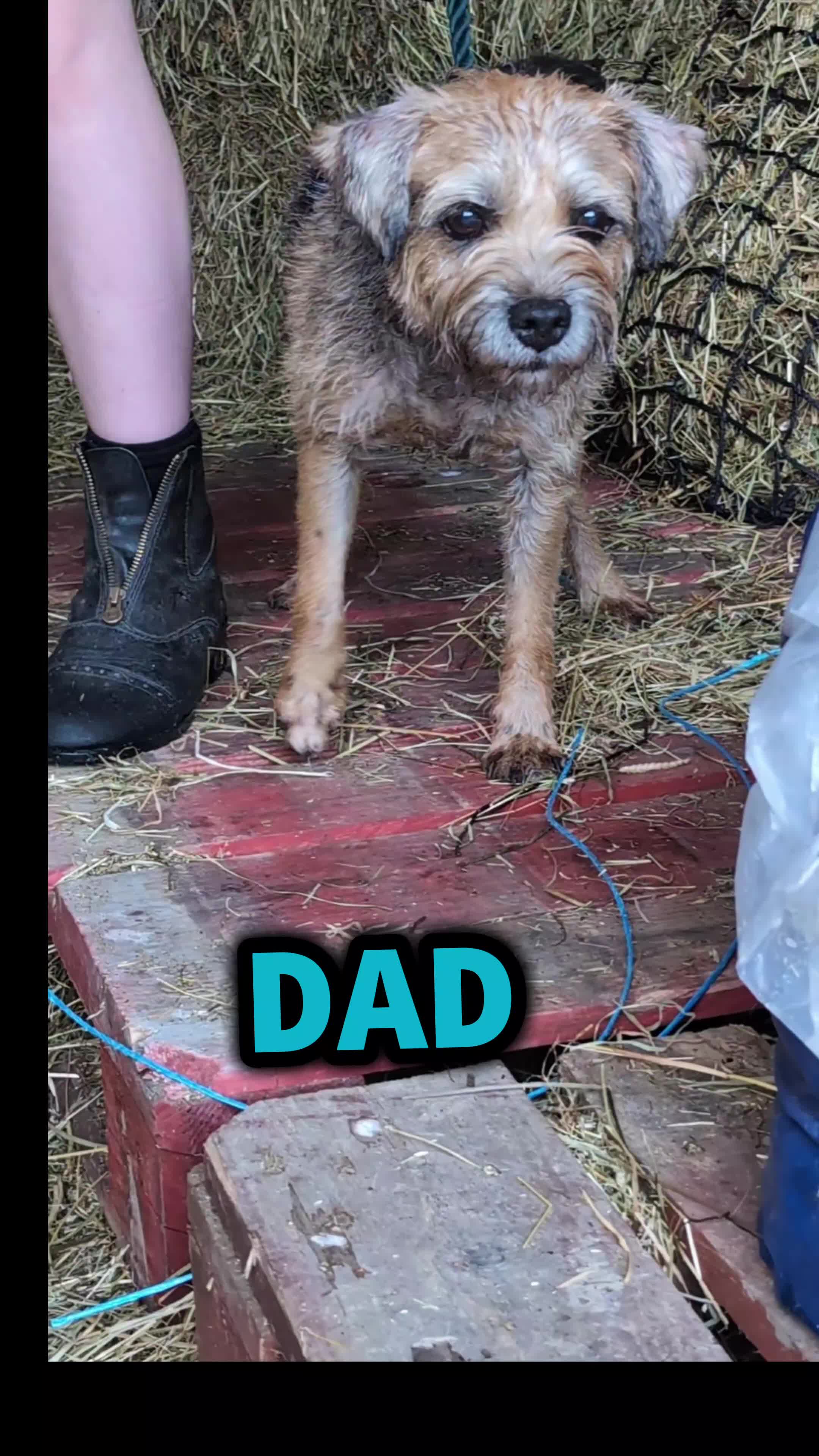 Border Terrier dogs for sale: HOME BRED GRIZZLY BORDER BOYS - Video 1