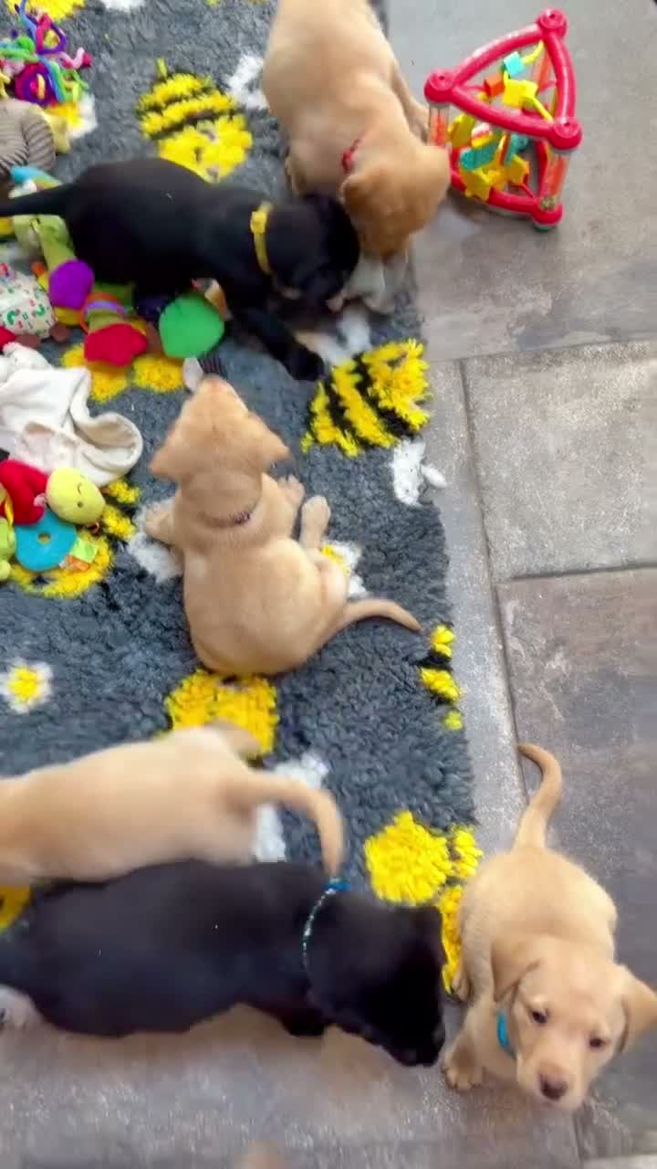 Labrador Retriever dogs for sale: Final 3 boys available 🐾 Pedigree KC Reg labs❤️ - Video 1