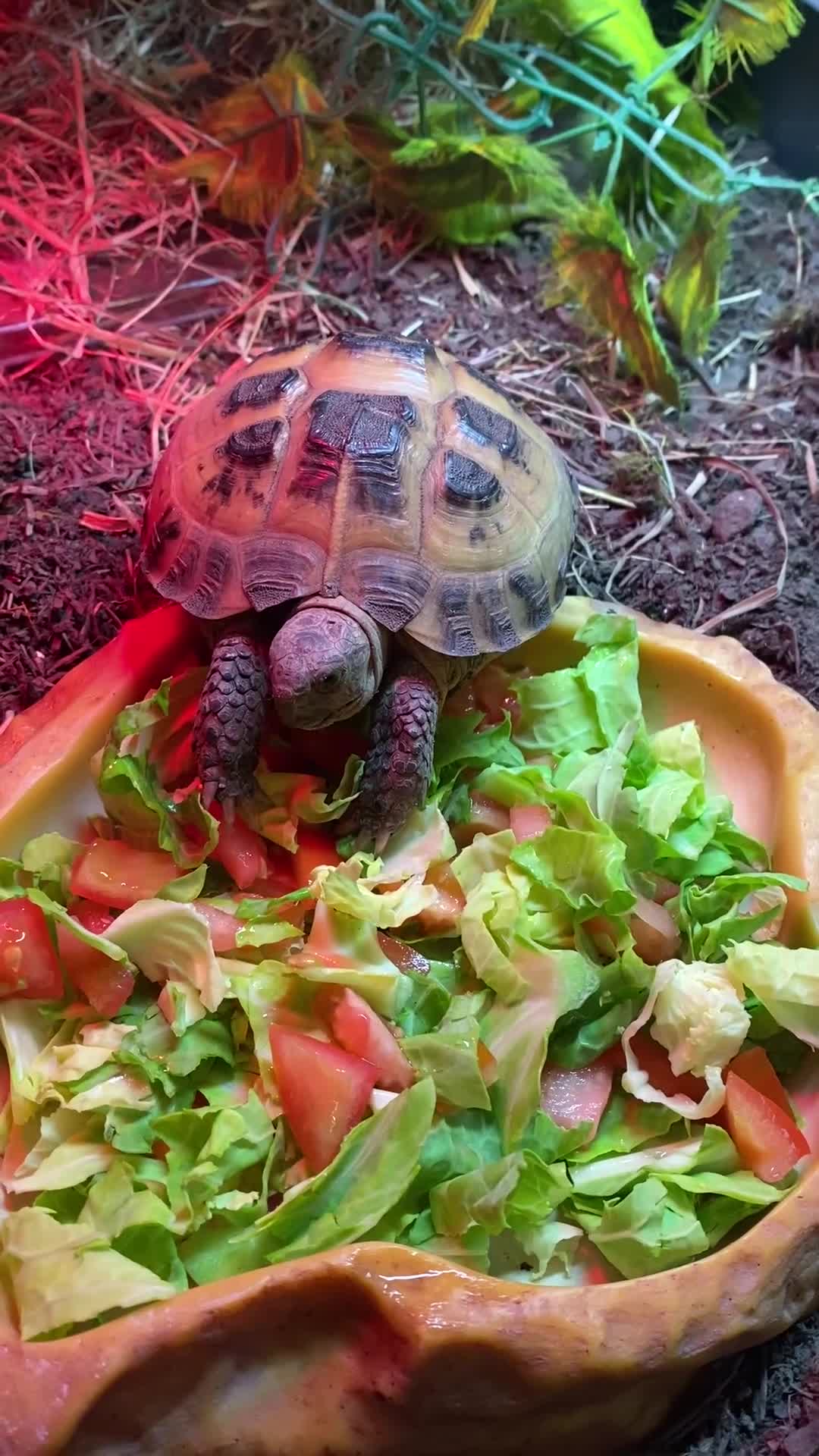 Tortoise reptiles for sale: Tortoise for sale  - Video 1