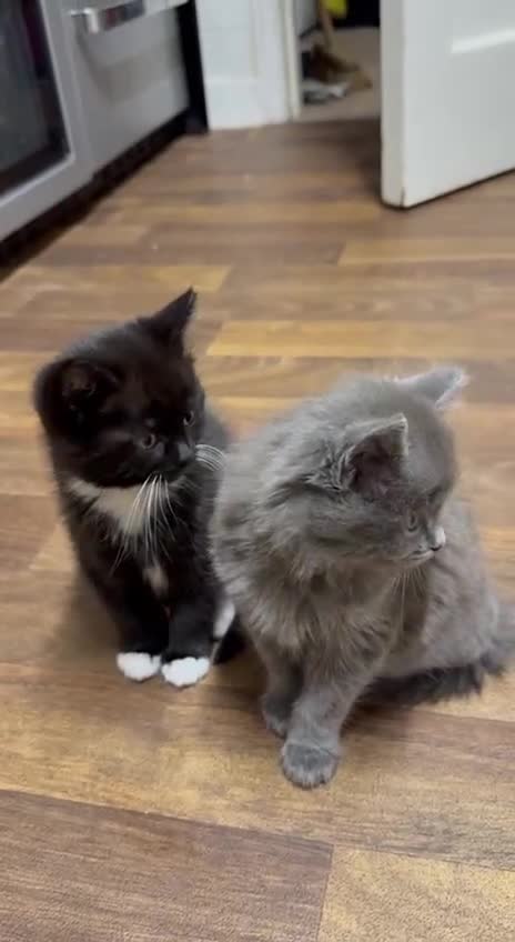 Mixed Breed cats for sale: Tabby - Video 1