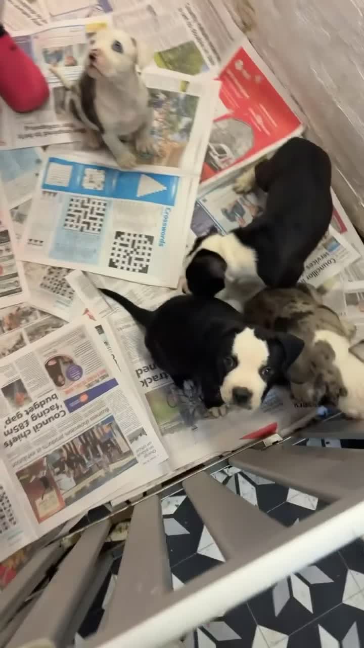 American Bully dogs for sale: American bully puppies  - Video 2