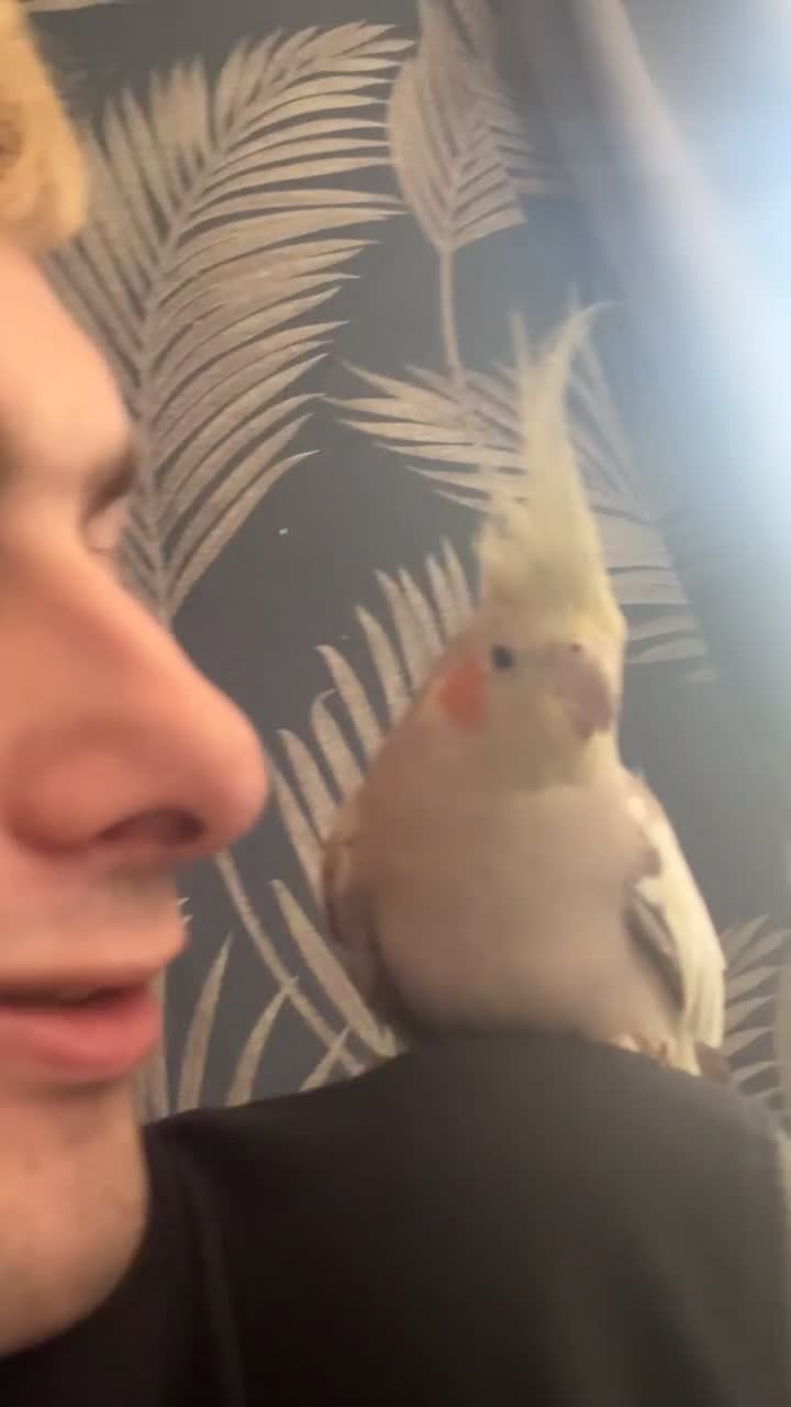 Cockatiels birds for sale: Male cockatiel bird  - Video 2