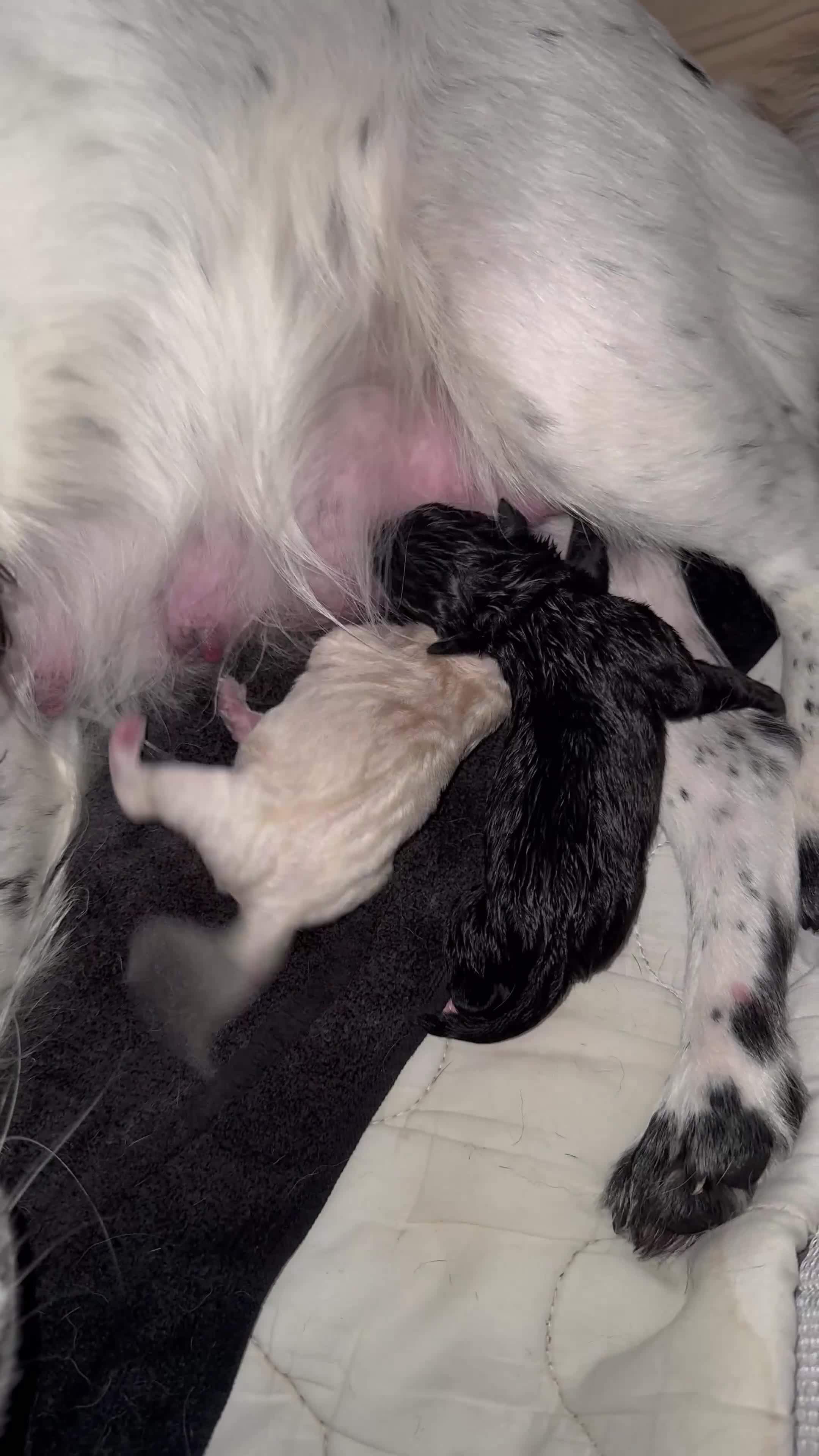 Mixed Breed dogs for sale: Beautiful cocker-Pei puppies - Video 1