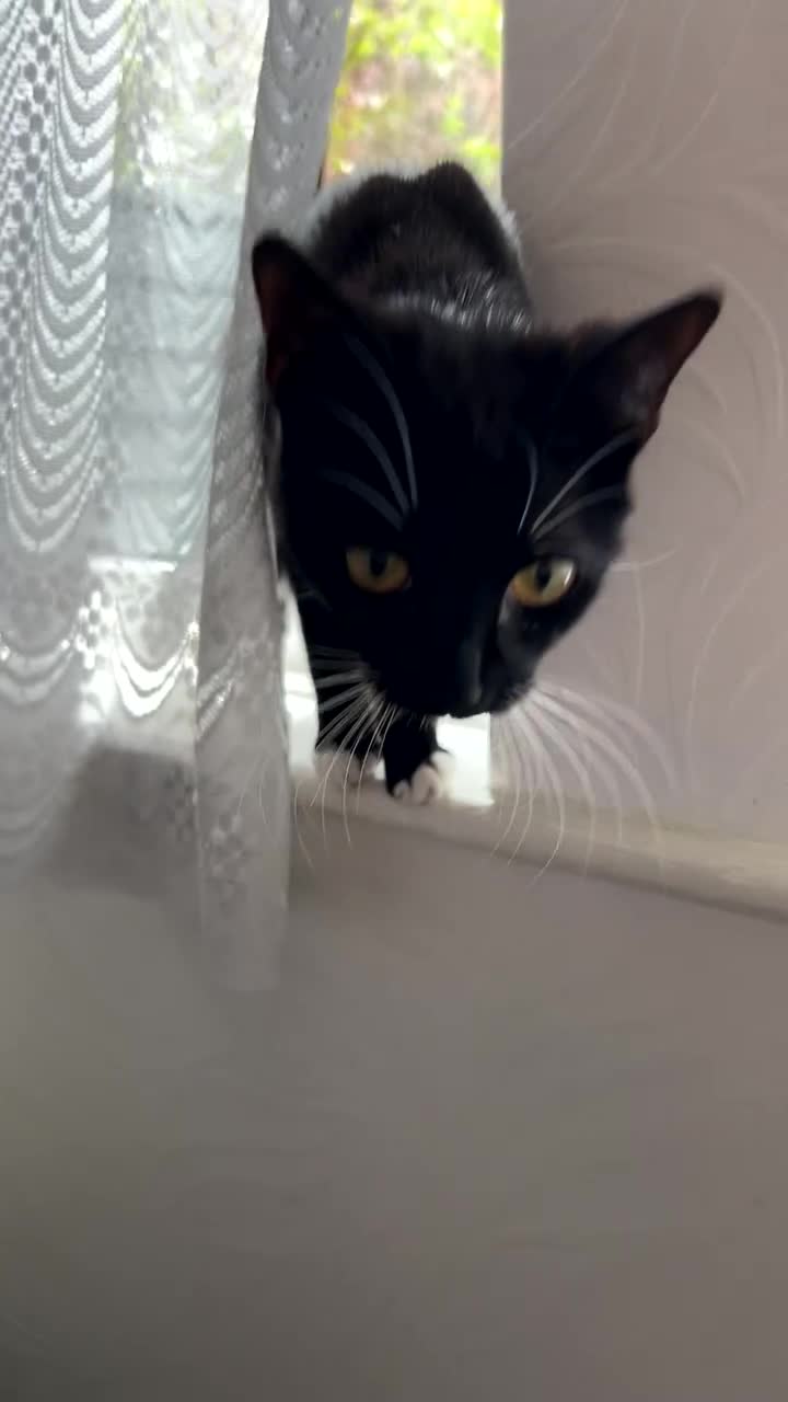 Domestic Shorthair cats for sale: Mia is looking for a new home!  - Video 2