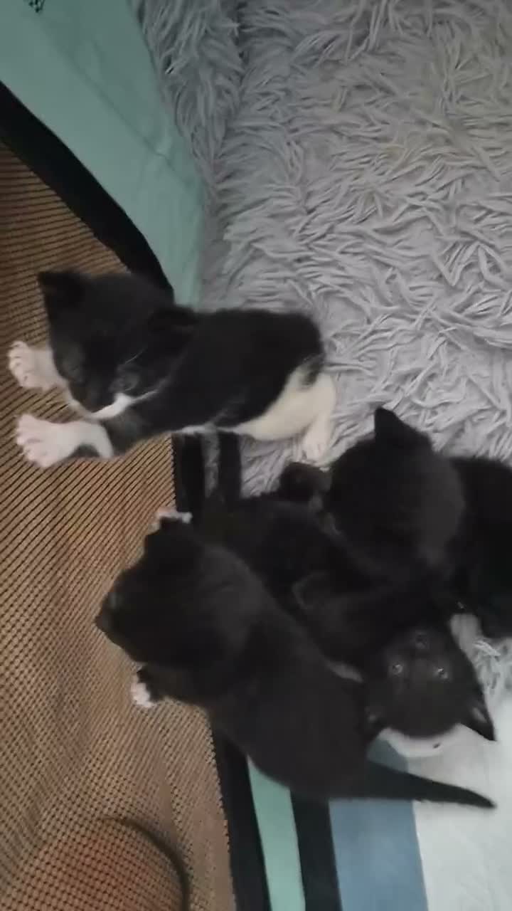 Mixed Breed cats for sale: Black cats ready for spooky season - Video 1