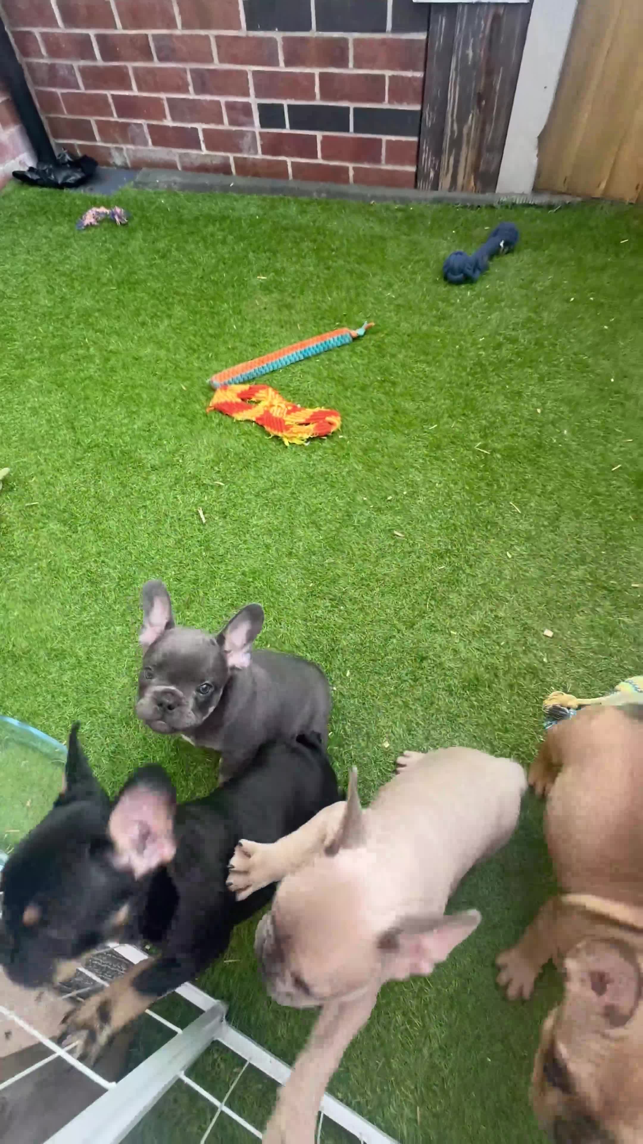 French Bulldog dogs for sale: 🐾Beautiful French Bulldog Puppies 🐾 - Video 4