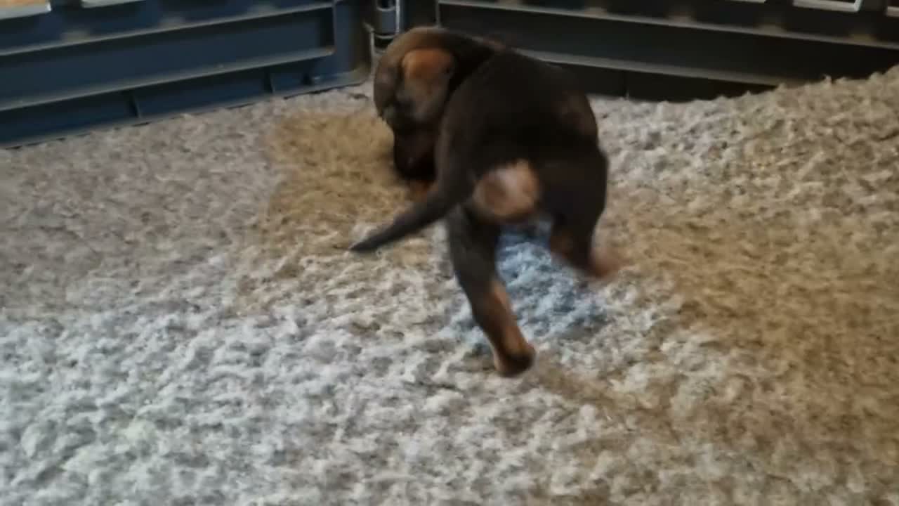 Mixed Breed dogs for sale: Minature Merle Dachshund x Puppies - Video 2