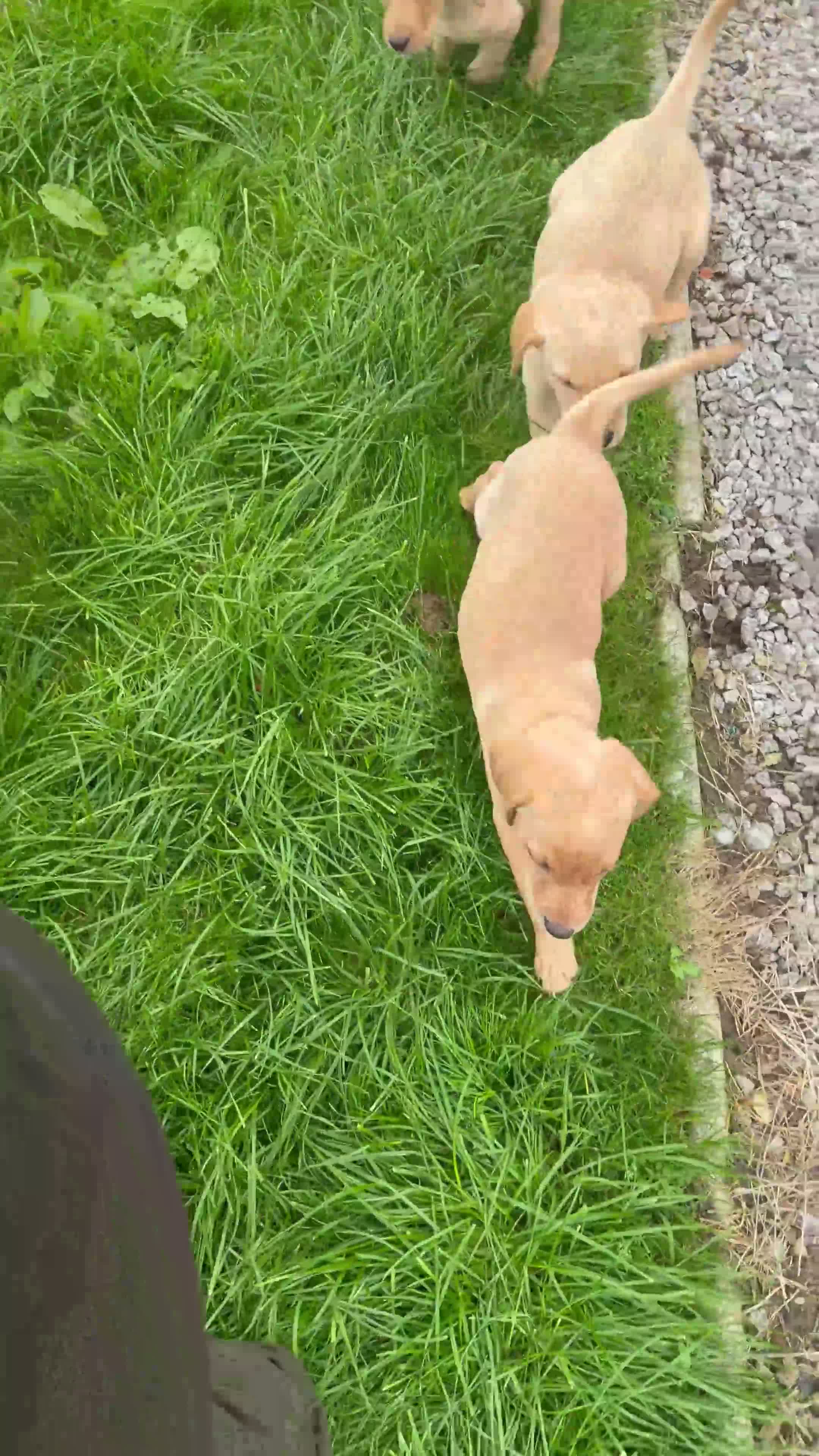Labrador Retriever dogs for sale: Working fox Red/yellow Labradors - Video 3