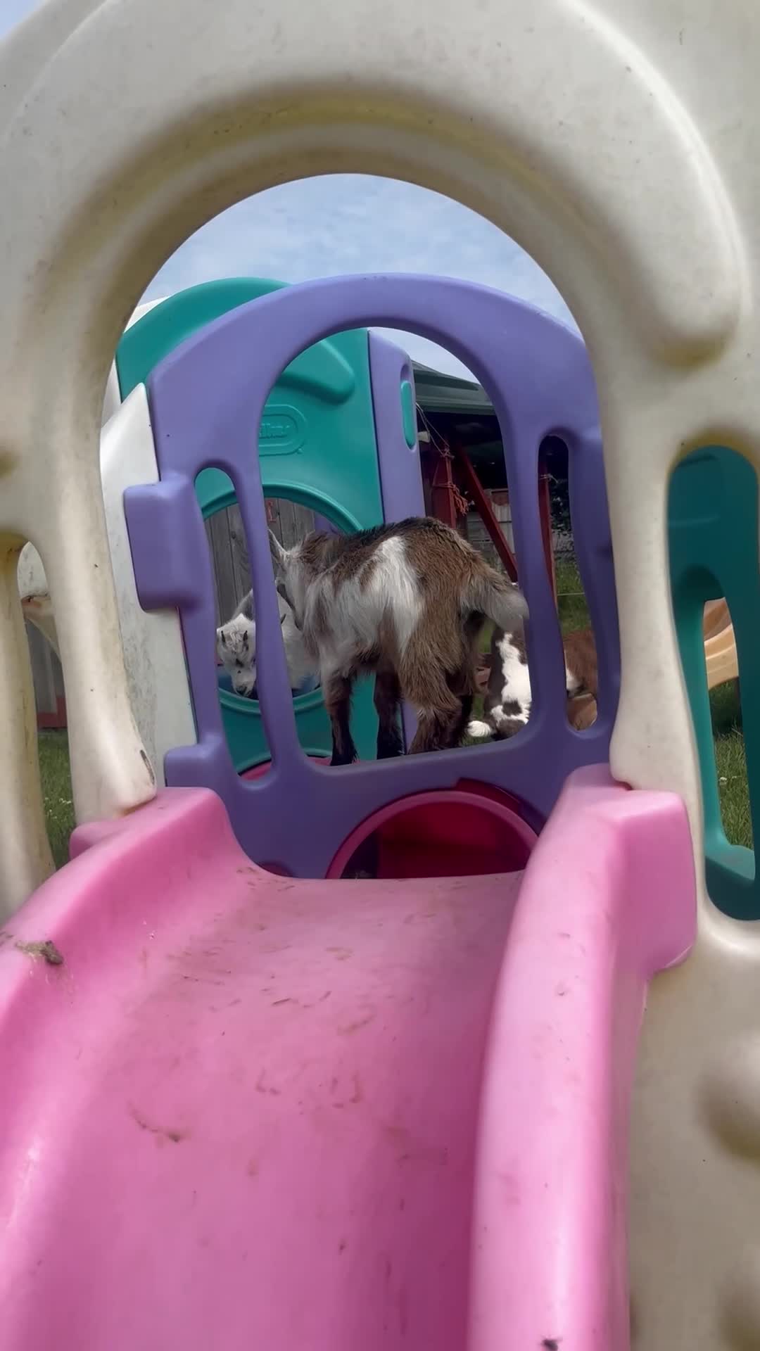 Goats livestock for sale: Pygmy goat kids available (pairs only )  - Video 1