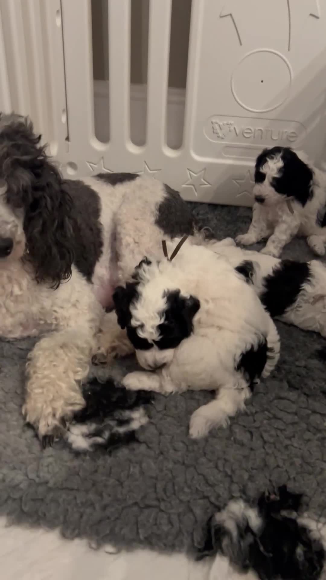 Miniature Poodle dogs for sale: Parti Miniature Poodles - Video 1