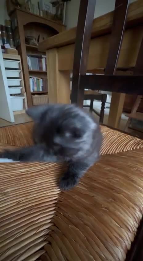 Mixed Breed cats for sale: Tabby - Video 4