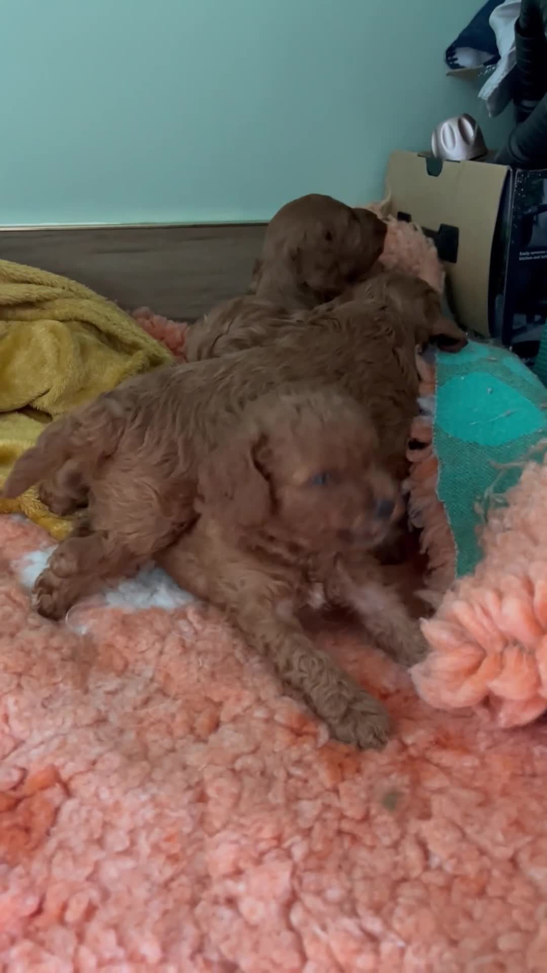 Cavapoo dogs for sale: Beautiful cavapoos - Video 1