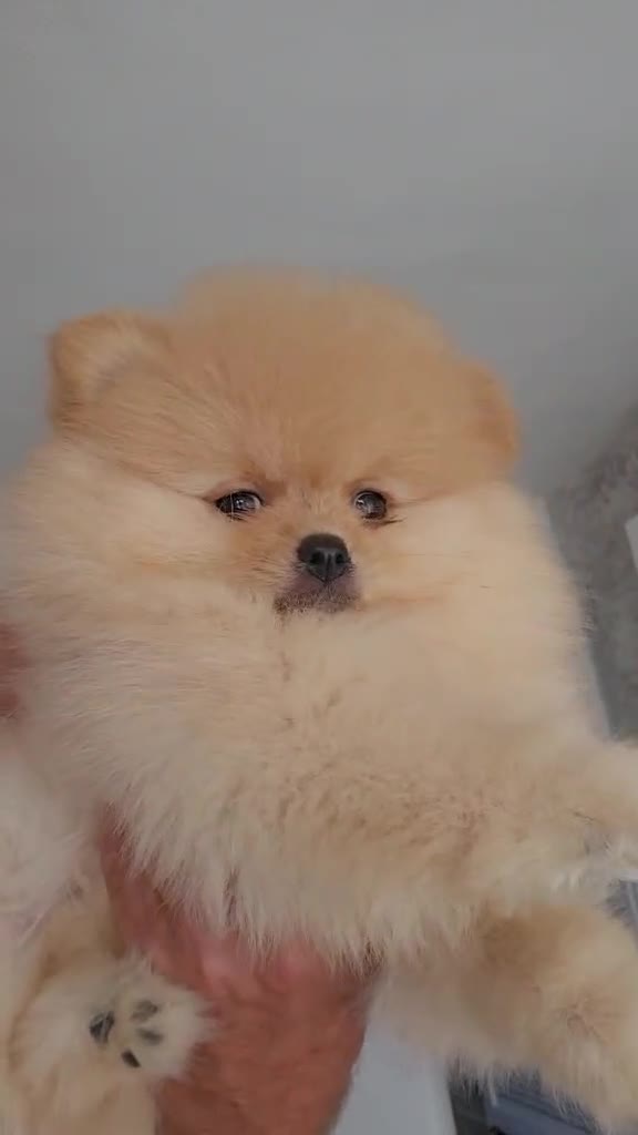 Pomeranian dogs for sale: Pomeranian puppy  - Video 4