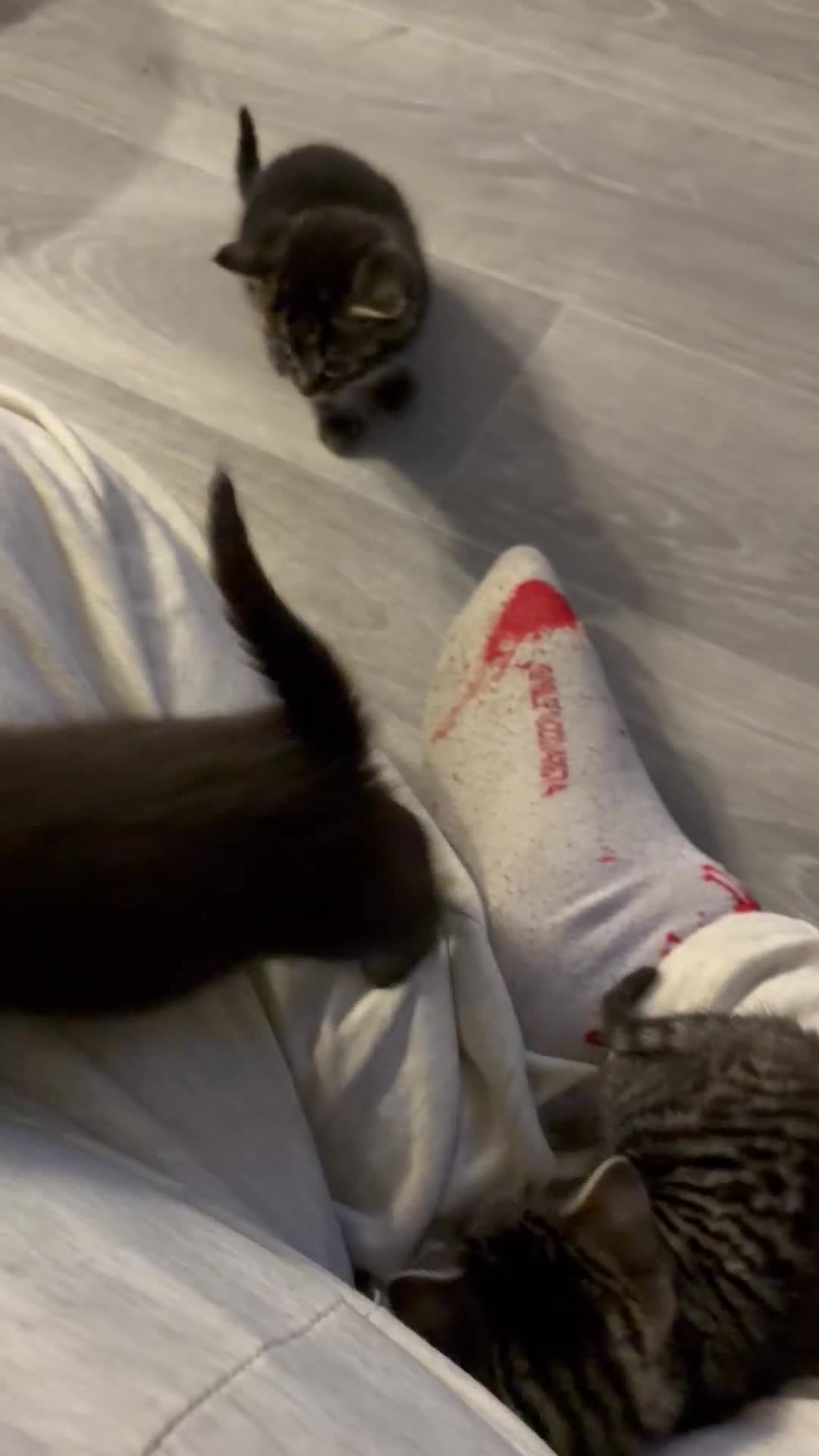 Mixed Breed cats for sale: Mixbreed beautiful kittens - Video 1