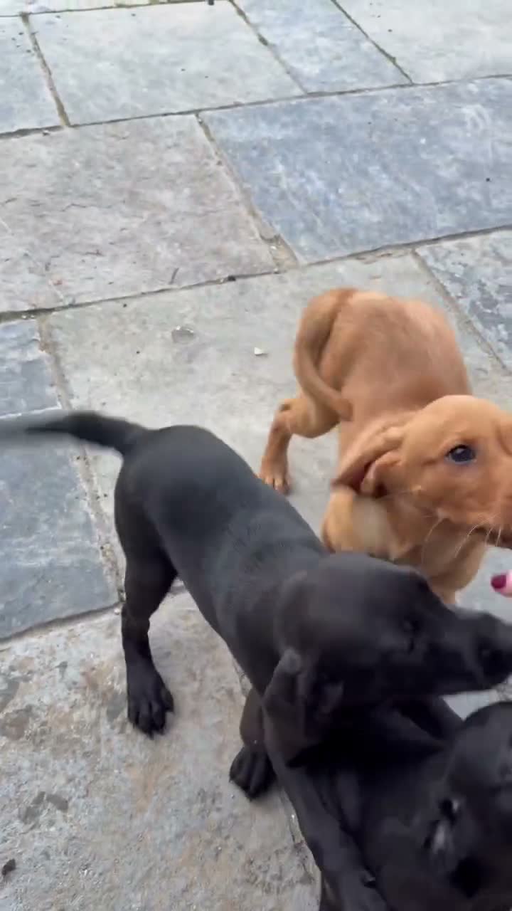Labrador Retriever dogs for sale: Working Labrador Puppies - Video 1